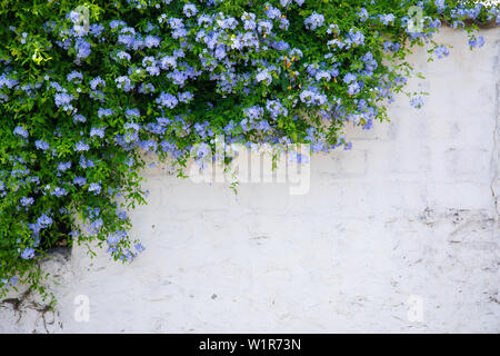 Beau plumbago ou blue jasmine fleurs arbre sur le mur dans la ville de Bodrum en Turquie. Vue sur belle rue en saison estivale dans la ville de Bodrum en Turquie. Banque D'Images