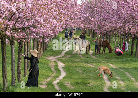 Cherry Blossom, Teltow, Mauerweg, ancienne frontière DDR , enfants à cheval, la femme japonaise, près de Berlin, Brandebourg Banque D'Images