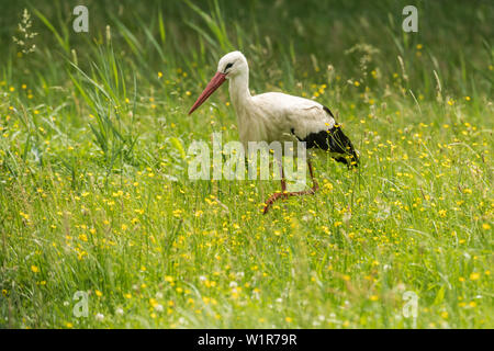 Réserve de biosphère de Spreewald, Brandebourg, Allemagne, désert, Stork, hochet cigogne, cigogne blanche au milieu d'une prairie de fleurs sauvages, prairie Banque D'Images