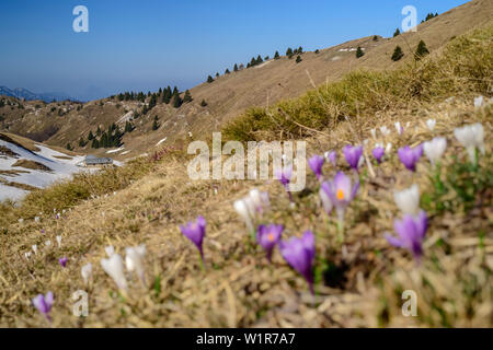 Crocus en fleurs de prairie alpine, Monte Caret, lac de Garde, le Garda Trentino, Montagnes, Italie Banque D'Images