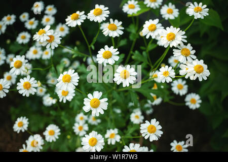 La camomille allemande sur un fond sombre. Ressemble à un bouquet de fleurs qui ont de petites fleurs extérieure avec de grands pétales blancs de petites fleurs dans le midd Banque D'Images