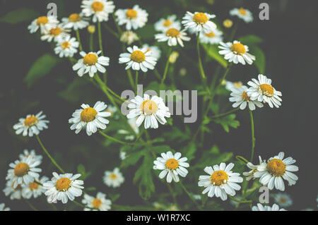 La camomille allemande sur un fond sombre. Ressemble à un bouquet de fleurs qui ont de petites fleurs extérieure avec de grands pétales blancs de petites fleurs dans le midd Banque D'Images