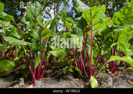 Voir dans un champ de betterave rouge, Beta vulgaris Banque D'Images