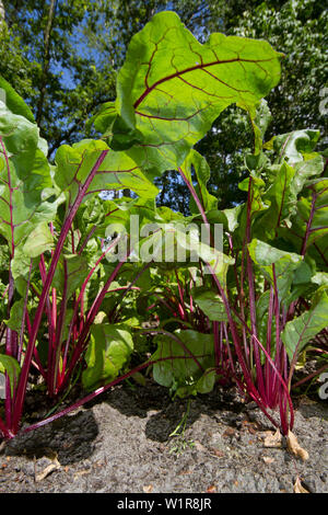 Voir dans un champ de betterave rouge, Beta vulgaris Banque D'Images