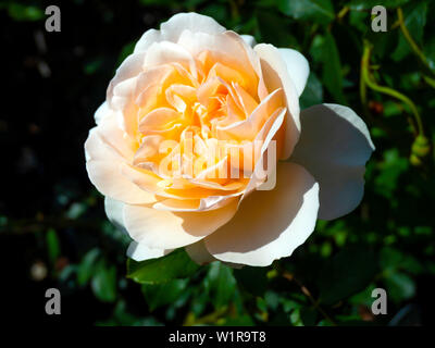 Une seule fleur de David Austin Rose espèce Lichfield Angel pleine floraison en juin dans le jardin de roses à Wynyard Tees Valley Country House Hotel Banque D'Images