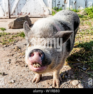 Un Kunekune Pig au Arthurs Acres sanctuaire animal Parksville, New York USA Banque D'Images