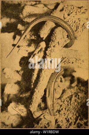 Image d'archive à partir de la page 49 du terrarium und das Seine Bewohner. Das Terrarium und seine Bewohner : Ein kurzer illustrierter Ratgeber für Terrarienfreunde dasterrariumunds00kukh Année : 1903 - 4G Banque D'Images