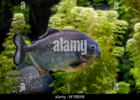 Le piranha à ventre rouge / red piranha (Pygocentrus nattereri / Serrasalmus nattereri) natation, originaire de l'Amérique du Sud Banque D'Images