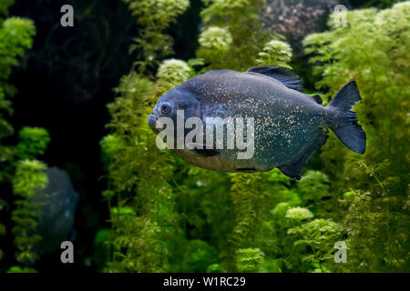 Le piranha à ventre rouge / red piranha (Pygocentrus nattereri / Serrasalmus nattereri) natation, originaire de l'Amérique du Sud Banque D'Images