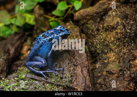 Blue poison dart frog / blue poison arrow frog / okopipi Dendrobates tinctorius (Azureus) indigène aux forêts tropicales au Suriname et au Brésil Banque D'Images