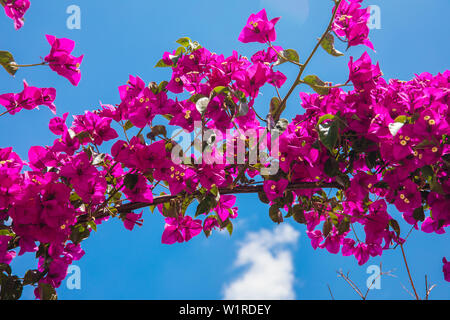 Beau rouge ou rose fleurs de bougainvilliers, plantes et jardin dans la ville de Bodrum en Turquie. Vue sur beau jardin en saison estivale dans la ville de Bodrum. Banque D'Images