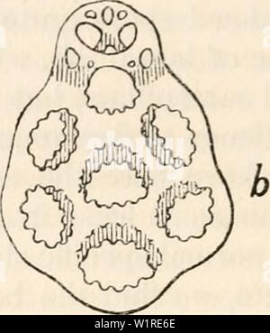 Image d'archive à partir de la page 55 de Darwin et la science moderne ; essais. Darwin et la science moderne ; essais en commémoration du centenaire de la naissance de Charles Darwin et du cinquantième anniversaire de la publication de l'origine de l'espèce darwinmodernscie Année : 1909 sewa00une Fig. A. L'ancrage (a) et de la plaque basale (b) de Synapta lappa. Longueur de l'ancre  = 0'35 rnrn. (Après l'Oestergren, Zool. Anzeiger, xx. 1897.) Banque D'Images