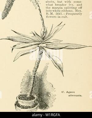 Image d'archive à partir de la page 61 de la Cyclopaedia of American horticulture, comprenant. Cyclopedia of American horticulture, comprenant des suggestions pour la culture de plantes horticoles, les descriptions des espèces de fruits, légumes, fleurs et plantes ornementales vendues aux États-Unis et au Canada, ainsi que des notes biographiques et géographiques cyclopediaofam01bail Année : 1900 34 39 11 lata, : ; Potosiii., i ; â â . Â ¢ â 1 I' rigida. : ; ; ; ,,,,Â Â ¢ :.-, Scolymu.-,, 11 ; &gt ;-l-', iii. 1 ; M,:i â¢â , n. Â Â ¢, -,-, ata, 34 ; strif-ta,.-H ; Tayluri, 17 ; la nuance THMU-ininisix, fi ; uni- vittata,21 ; Utah Banque D'Images