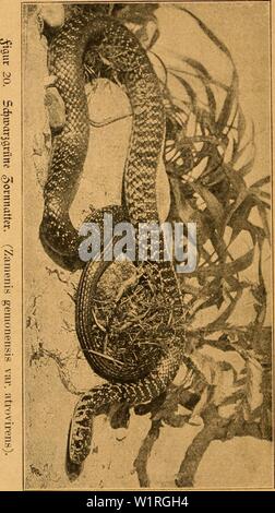 Image d'archive à partir de la page 61 de la das Terrarium und seine Bewohner. Das Terrarium und seine Bewohner : Ein kurzer illustrierter Ratgeber für Terrarienfreunde dasterrariumunds00kukh Année : 1903 58 Banque D'Images