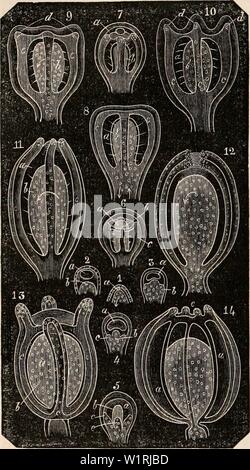 Image d'archive à partir de la page 65 de la cyclopaedia de l'anatomie et. La cyclopaedia de l'anatomie et physiologie0401cyclopdiaofana todd Année : 1847 44. POLYPIFERA bandes longitudinales d'éminents, le bord libre légèrement élargie et arrondies, un pedicle au milieu comme la tige de la vase, et la doublure de l'intérieur de vésicules transparentes à travers. Fig. 49. Un scries Tubidaria qui illustre l'évolution des par free gemma-, à partir de la première indication de l'oeuf à l'époque où il se détache. 1. Un tubercule creux ou l'altitude, dans l'intérieur de laquelle un mouvement ou la circulation des glo- bules, j Banque D'Images