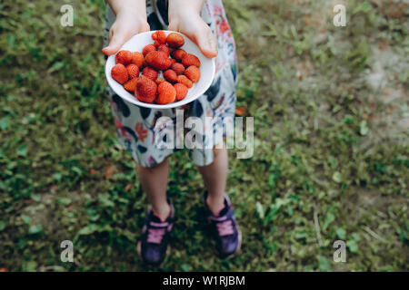 Maintenant la plaque de fraises dans les mains. Produits biologiques, naturels. Fruits frais en salade. Gâteries estivales. Les cultures de l'agriculture venu. Pile de baies libre. Régime végétarien sain Banque D'Images