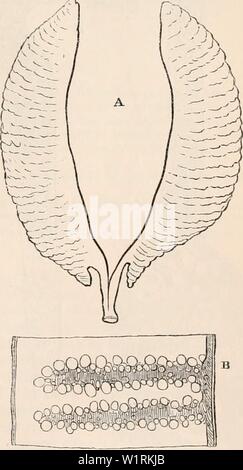 Image d'archive à partir de la page 68 de la cyclopaedia de l'anatomie et. La cyclopaedia de l'anatomie et physiologie cyclopdiaofana05todd Année : 1859 additionneur commun, dans lequel les ovules sont descendus pour occuper les deux oviductes, cinq dans la droite, et trois dans la gauche : l'infundibulum est indiqué dans chaque conduit d'ovi- ; a'a, les ovaires droit et gauche, chacun formant un sac, vers l'ouverture près de l'infundibulum pour l'exercice de l'ova, qui, lorsqu'il est mûr, tombent dans l'intérieur du sac, et de là, passer dans l'oviducte. pear à être aussi direct, et il y a plusieurs autres moyens par lesquels l'ova, lorsqu'ils se sont échappés Banque D'Images