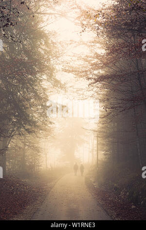 Route forestière dans la région de Bavière, près de la ville de Füssen, Allemagne sur une belle journée d'octobre avec un épais brouillard éclairé par le soleil Banque D'Images