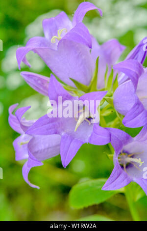 Cultivar pourpre floraison milky bellflower Campanula Lactiflora Prichard's aka variété dans le jardin d'été Banque D'Images