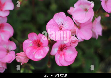 Gros plan d'une fleur de géranium rose en fleurs dans la jardin en été en Juin Banque D'Images