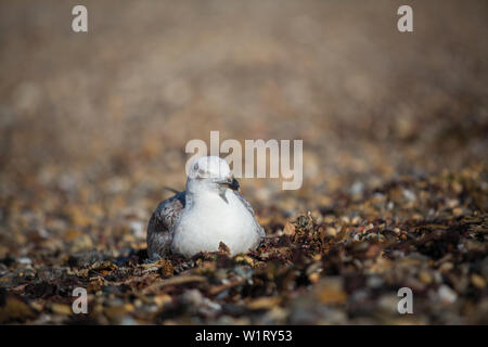 Seagull close-up assis sur la mer de cailloux. Banque D'Images