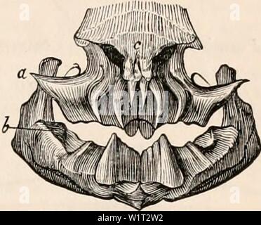 Image d'archive à partir de la page 88 de la cyclopaedia de l'anatomie et. La cyclopaedia de l'anatomie et physiologie0402cyclopdiaofana todd Année : 1849 Mi/xine. (Miiller.) timon. La tanche (fig. 514. Vol. III. p. 979. PISCKS art) a une seule dent de meulage sur l'occiput (r), opposé à deux mâchoires pharyngiennes denti- gerous ci-dessous (dd). Dans le Lepidosiren une seule plaque dentaire maxillaire (fig. 560., a) s'oppose à un seul schéma de la mandibule. 560. Lepidosiren. Un (b), et il y a deux petits denticules sur l'os nasal (c). Dans la disparue avec les requins dents broyeuses, appelé Ceratodus et Cte- nodus, les mâchoires w Banque D'Images