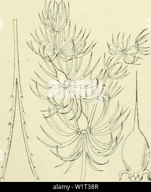 Image d'archive à partir de la page 89 de De flora van Nederland (1909-11). De flora van Nederland defloravannederl02heuk Année : 1909-11. SubmersTim Ceratophyllum Fig. 61. Geratophyllum demersum Fig. 62. Submérsum ondergedoken ')  =. - Ondergedoken demersum  =). Banque D'Images
