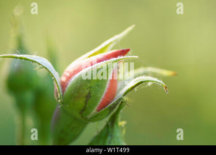 Sich öffnende Rosenknospe Banque D'Images