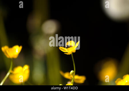 Fleurs jaune sur fond noir Banque D'Images