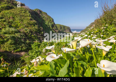 Calla Lily Valley. Garrapata State Park, de la côte de Monterey, Californie, États-Unis. Banque D'Images