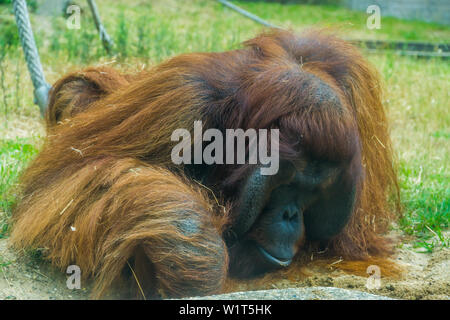 Libre d'un orang-outan grands singes d'Asie, en voie de disparition, espèce animale Banque D'Images