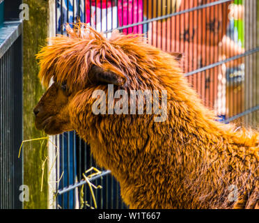 Brown alpaca poilue dans close up avec sa tête, mignon et adorable animaux de ferme, espèce tropicale d'Amérique Banque D'Images