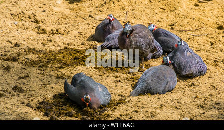 Famille de pintade de Numidie oiseaux assis ensemble dans le sable, espèce d'oiseaux tropicaux d'Afrique Banque D'Images