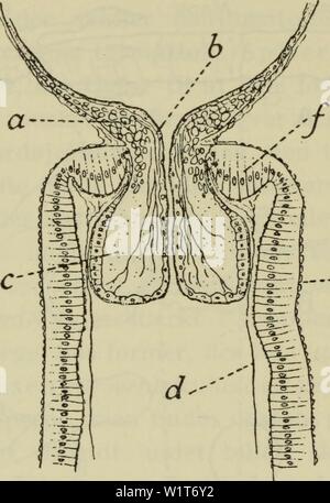 Image d'archive à partir de la page 95 de la faune ; illustrerede haandbøger plus. Illustrerede haandbøger la faune ; plus de den danske dyreverden danmarksfaunaill..71dans Année : 1907 92 tes med nye, der enten ved opstår spredt siddende deling af- enkeltceller bestemte ou bégayer fra celle- grupper, der ofte sidder je dybt epitelet j Gruber. Fornyes tarmepitelet hos nogle insekter simple eller mindre ---e fig. 37. Gennem Laengdesnit overgangsområdet fortarm midttarm og (at) bladhvepselarve ringmuskel liikkemuskel. Un (b) ;- laengde blodrum muskulatur ; c ; d peritrofisk membran ; e snit gennem tar Banque D'Images