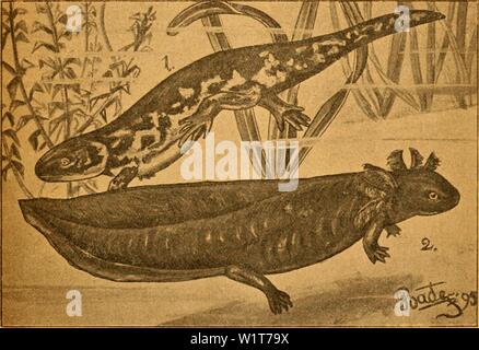 Image d'archive à partir de la page 96 du terrarium und das Seine Bewohner Banque D'Images