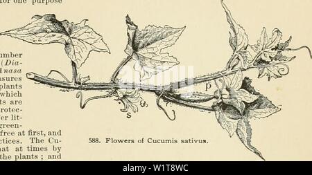 Image d'archive à partir de la page 450 de la Cyclopaedia of American horticulture, comprenant. Cyclopedia of American horticulture, comprenant des suggestions pour la culture de plantes horticoles, les descriptions des espèces de fruits, légumes, fleurs et plantes ornementales vendues aux États-Unis et au Canada, ainsi que des notes biographiques et géographiques cyclopediaofam01bail Année : 1900 West CONCOMBRE CORNICHON Cucumis anguria, Inde : le porc. 590, 591. Petites vignes et sveltes, quelque peu ressemblant à un melon d'eau- plante ; fr. très abondante, petite, ellipsoïde, couvertes de verrues et les épines, vert, Banque D'Images