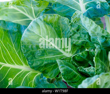 Des feuilles d'un chou de Bruxelles, Brassica oleracea var. gemmifera. Banque D'Images