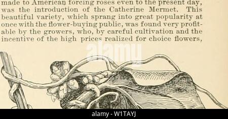 Image d'archive à partir de la page 461 de la Cyclopaedia of American horticulture, comprenant. Cyclopedia of American horticulture, comprenant des suggestions pour la culture de plantes horticoles, les descriptions des espèces de fruits, légumes, fleurs et plantes ornementales vendues aux États-Unis et au Canada, ainsi que des notes biographiques et géographiques cyclopediaofam01bail Année : 1900 418 CASSIS en mesure si ébouillanté pendant quelques minutes dans de l'eau bouillante, puis transférée à l'eau douce pendant la cuisson. Il est beaucoup apprécié par ceux qui ont appris à l'utiliser de lièvre, et est crédité de médicaments de qualité d Banque D'Images