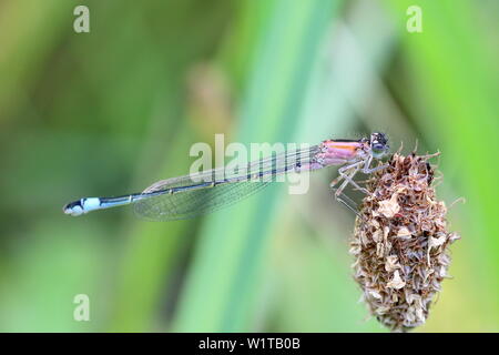 Les femelles Ischnura elegans (demoiselle queue forme rufescens) au repos sur une fleur seed head Banque D'Images