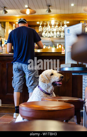 Chien dans un pub "The Plume of Feathers' à Barlaston, Staffordshire. Il y a des centaines de pubs chien amical à travers le Royaume-Uni. Banque D'Images