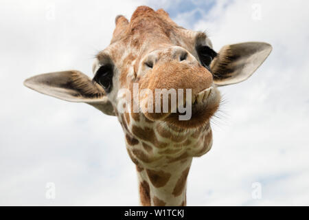 Tête de girafe à SERENGETI Safari en ride at Busch Gardens Tampa Bay parc à thème, Tampa, Florida, USA Banque D'Images