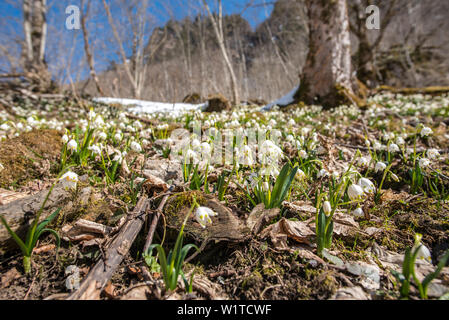 Perce-neige sur une montagne au printemps, Oberallgaeu, Allgaeu, Oberstdorf, Allemagne Banque D'Images