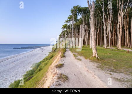 Chemin le long des falaises et des forêts de hêtres à Nienhagen, côte de la mer Baltique, Mecklembourg-Poméranie-Occidentale, Allemagne du Nord, l'Allemagne, de l'Europe Banque D'Images