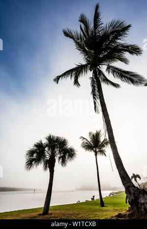 Palmiers dans la brume du matin à Ostego Bay, plage de Fort Myers, Floride, USA Banque D'Images