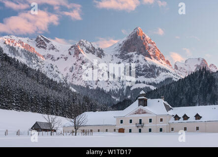 Ling veau, Schloss Kaiserau Ennstal, Alpes, Styrie, Autriche Banque D'Images