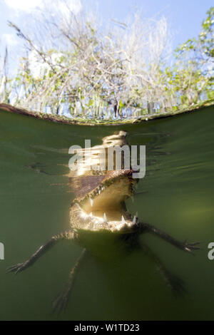 Morelets Crocodile, Crocodylus moreletii, Cancun, Yucatan, Mexique Banque D'Images