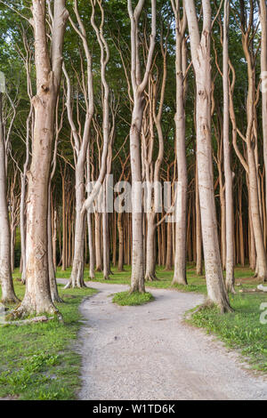 Chemin le long des falaises et des forêts de hêtres à Nienhagen, côte de la mer Baltique, Mecklembourg-Poméranie-Occidentale, Allemagne du Nord, l'Allemagne, de l'Europe Banque D'Images