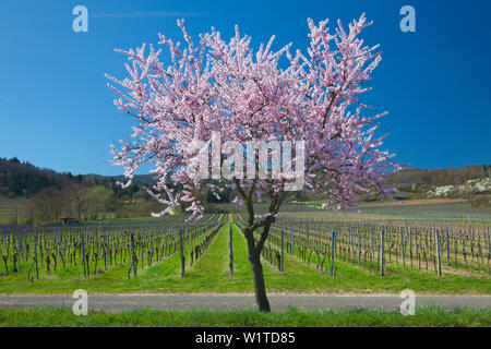 Almond Blossom, Mandelbluetenweg, Deutsche Weinstrasse (route des vins allemande), Palatinat, Rhénanie-Palatinat, Allemagne Banque D'Images