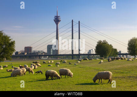 Des moutons paissant sur les prairies du Rhin, vue sur le Rhin à Stadttor, tour de télévision et Rheinknie bridge, Düsseldorf, Rhénanie du Nord-Westphalie, Banque D'Images