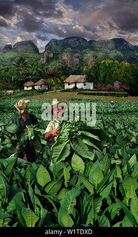 Les producteurs de tabac avec paysage de Vinales, Pinar del Rio, Pinar del Rio, Cuba, Caraïbes, Amérique du Nord Banque D'Images